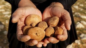 Pemburu Truffle di Gurun Irak