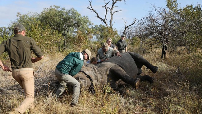 Keputusan Para penjaga Taman Nasional Kruger Terhadap Badak Afrika