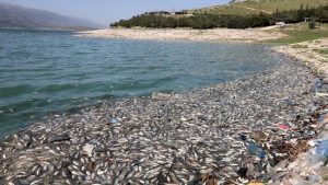 Puluhan Ton Ikan Mati di Tepi Danau Lebanon