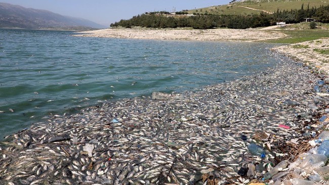 Puluhan Ton Ikan Mati di Tepi Danau Lebanon