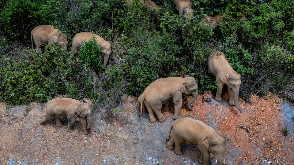 Gajah Lepas Kendali di China, Warga Didesak Tinggal di Rumah