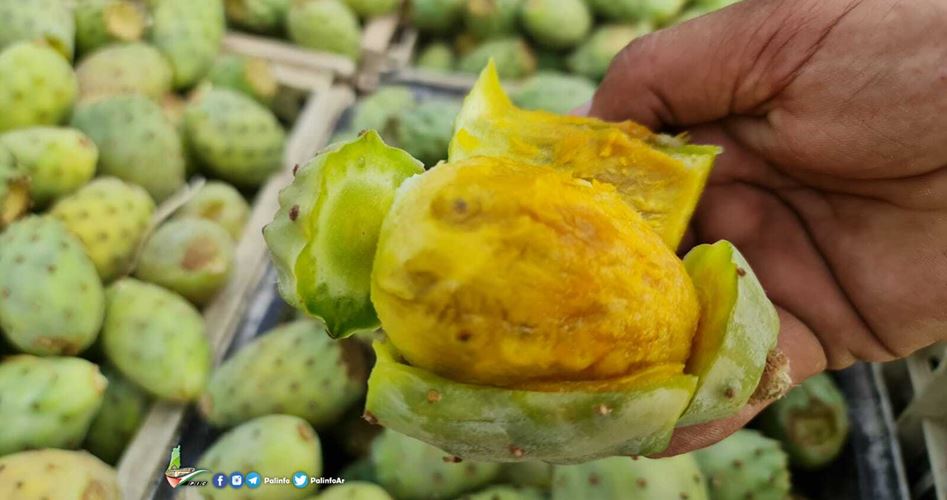 Pir Berduri: Buah Favorit Warga Gaza yang Terancam Punah