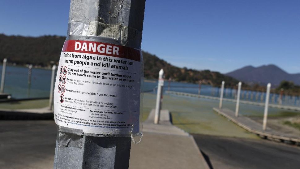 Ganggang Beracun di Danau California