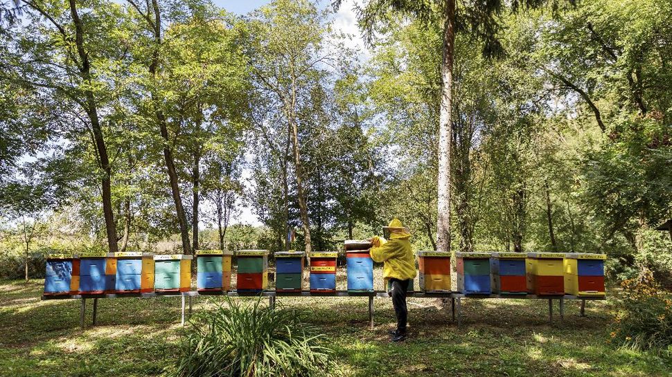 'Hotel Lebah' di Kroasia