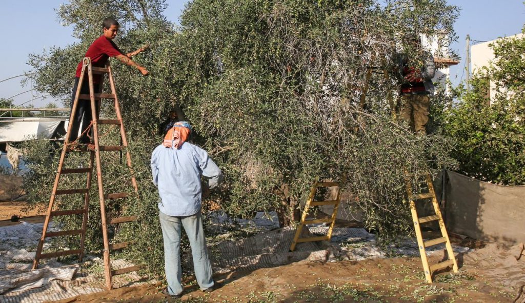 Panen Zaitun di Gaza, Palestina.