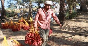 Petani kurma merah di Gaza.