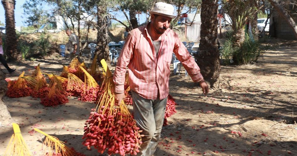 Petani kurma merah di Gaza.