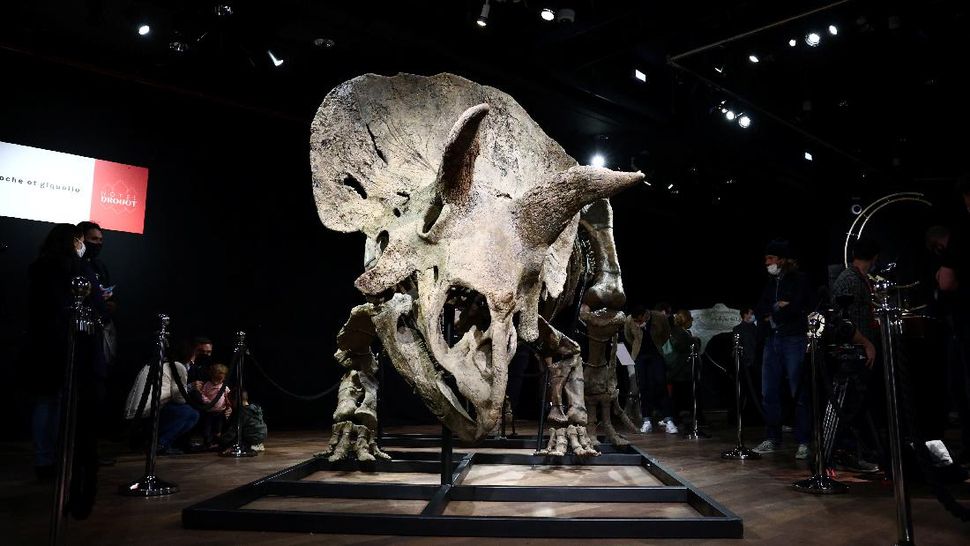 Laku Rp109 Miliar, Fosil Triceratops Terbesar di Dunia terjual