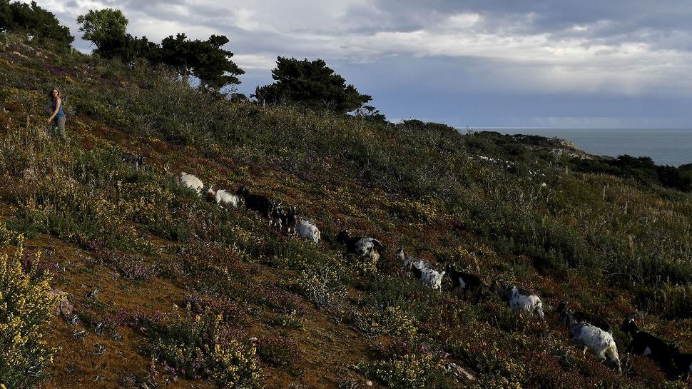 Kumpulan Kambing Irlandia untuk Redam Kebakaran Hutan