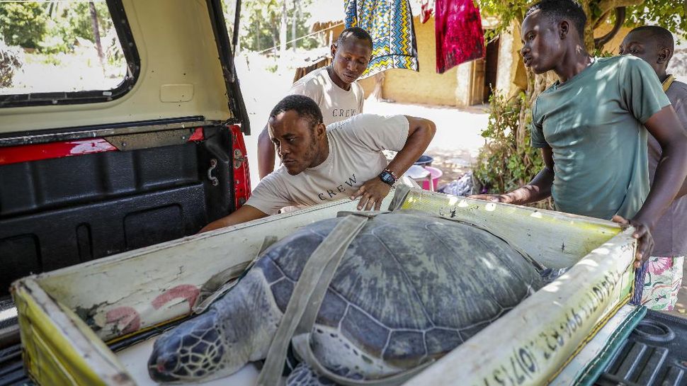 Tim Penyelamatan Penyu yang Terancam Punah di Kenya