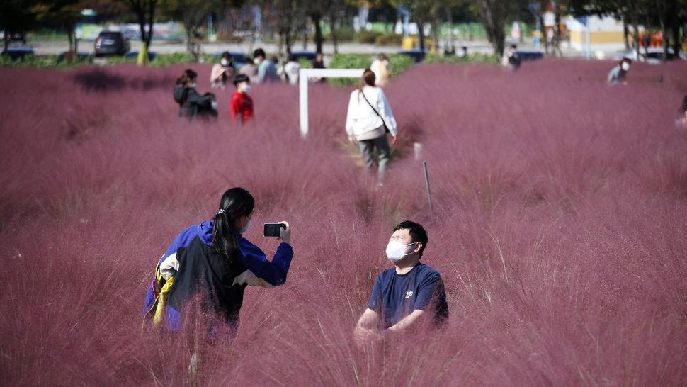 Rumput Pink di Korea Selatan yang Menggemaskan