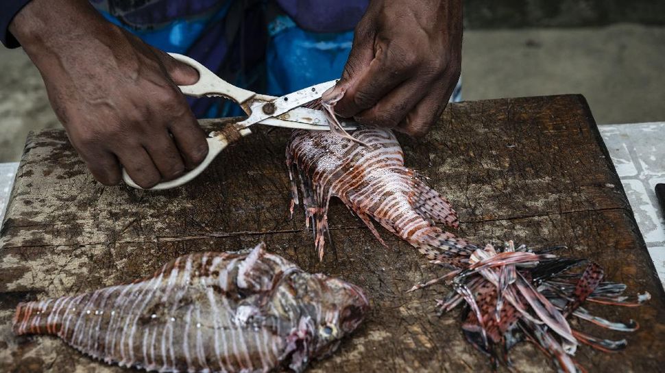 Menyantap Lezatnya Lionfish di Venezuela