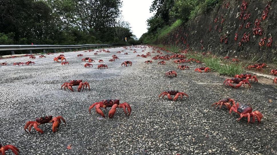 Kepiting Merah Berimigrasi Setiap Tahun di Pulau Christmas