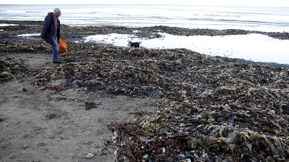 Ribuan Makhluk Laut Mati Terdampar di Pantai Inggris