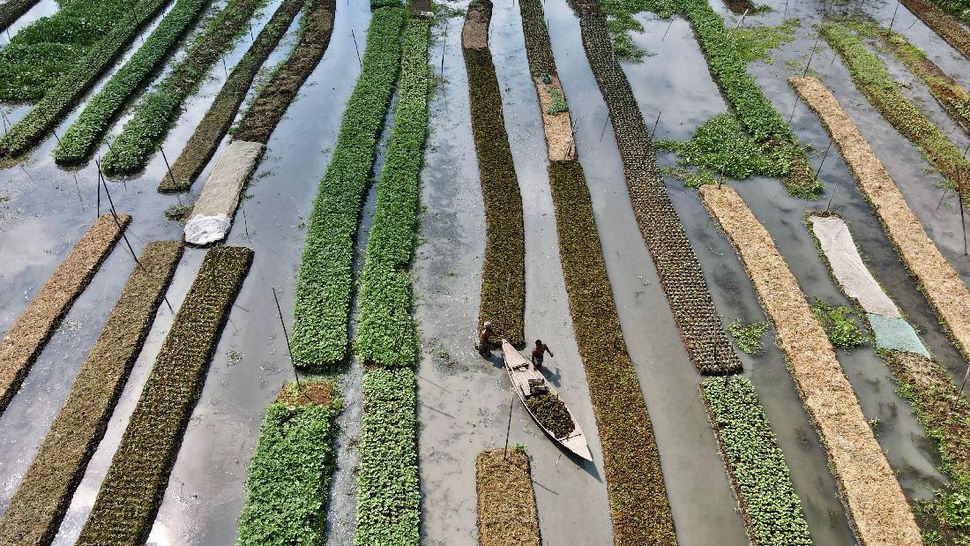 Petani Bangladesh Bercocok Tanam di atas Banjir