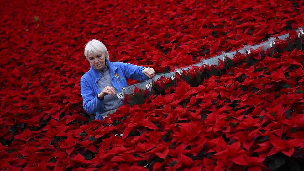 Bunga Poinsettia yang Jadi Tradisi Perayaan Natal