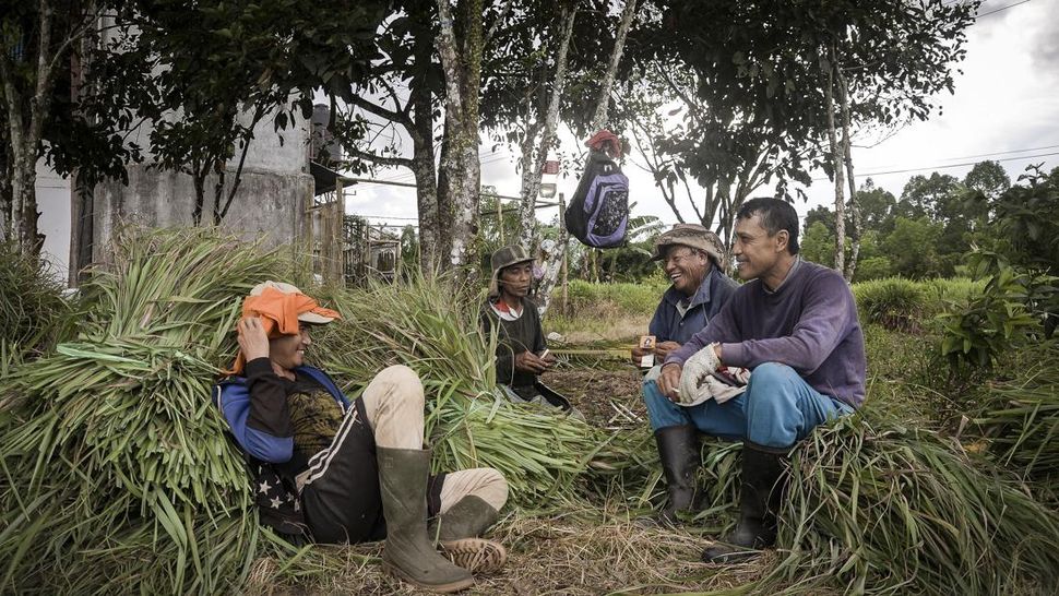 Panen Serai Wangi di Tanah Minahasa