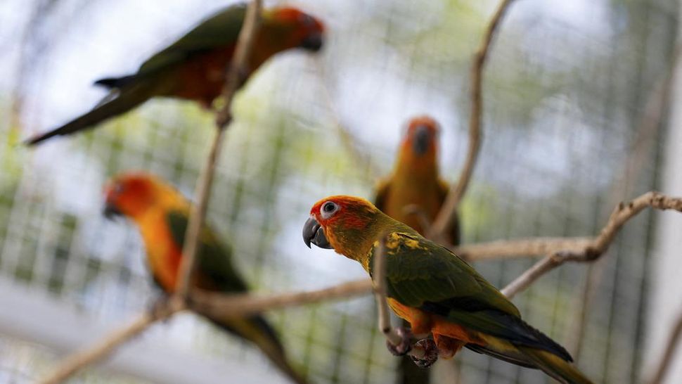 Ngekafe di Thailand Bisa Nongkrong Bareng Burung-burung Lucu