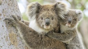 Australia Tetapkan Koala Sebagai Hewan yang Terancam Punah