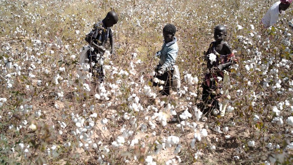 Penderitaan Petani Kapas Mali Akibat Sanksi ECOWAS