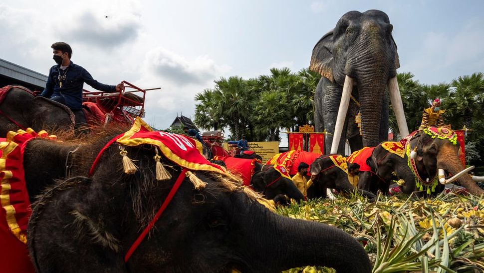 Hadiah Makan Prasmanan untuk Gajah-gajah Thailand