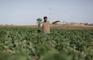 Pesawat Israel Sirami Ladang Pertanian di Gaza dengan Cairan Beracun