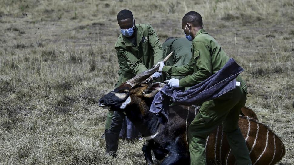 20 Tahun Kenya Selamatkan Antelop dari Kepunahan