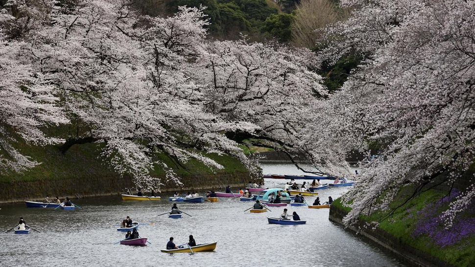 Potret Keindahan Bunga Sakura di Tokyo