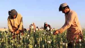 Taliban Afghanistan Larang Penanaman Narkotika, Termasuk Opium