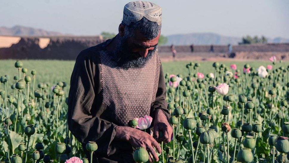 Kebun Opium Afghanistan yang Kini Dilarang Taliban