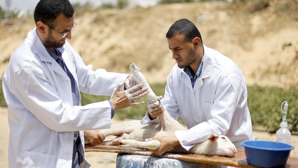 Ahli Bedah Ortopedi Gaza Merangkap Jadi Dokter Hewan