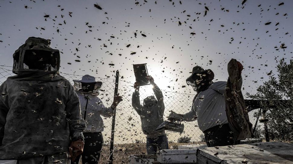 Panen Madu Tahunan di Jalur Gaza