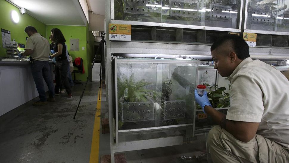 Kolombia Ternak Katak Beracun Disebabkan Terancam Punah