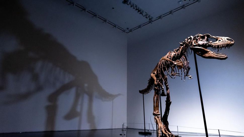 Harga Awal Rp120 M dari Gorgosaurus Kerabat T-Rex Dilelang di AS