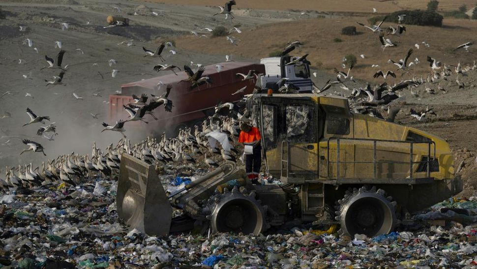 Bangau Putih Pilih Sampah Spanyol Daripada Migrasi ke Afrika