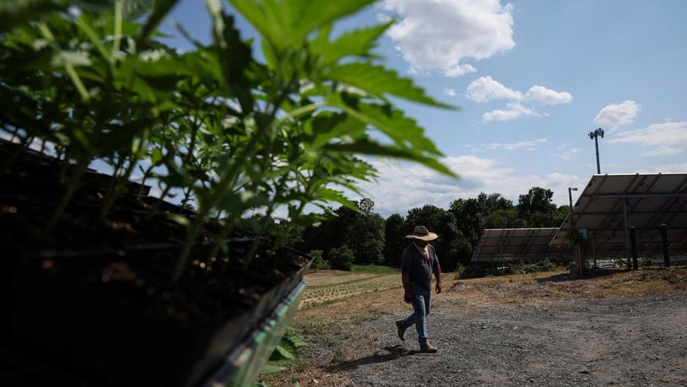 New York Buat Kebun Ganja di Tepi Sungai Hudson