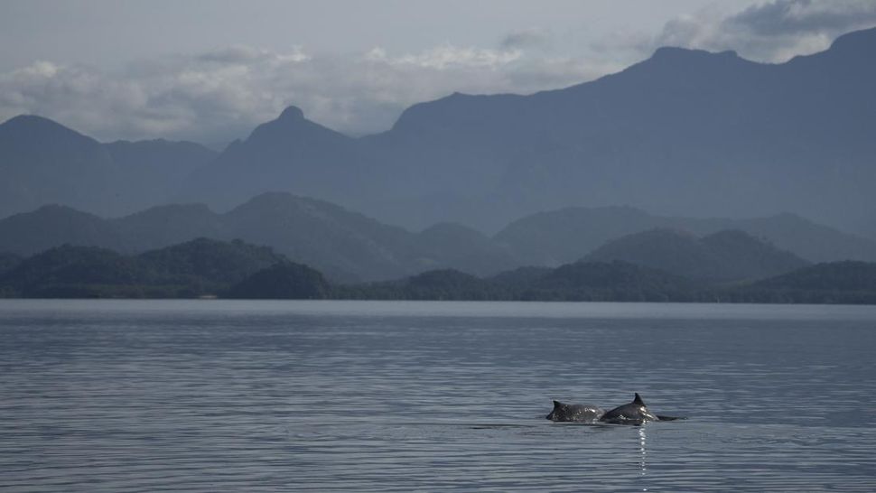 Kawanan Lumba-lumba Terakhir di Teluk Guanabara Brasil
