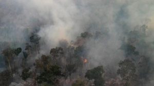 Kebakaran Hutan Amazon Brasil Capai Level Tertinggi dalam 15 Tahun Terakhir