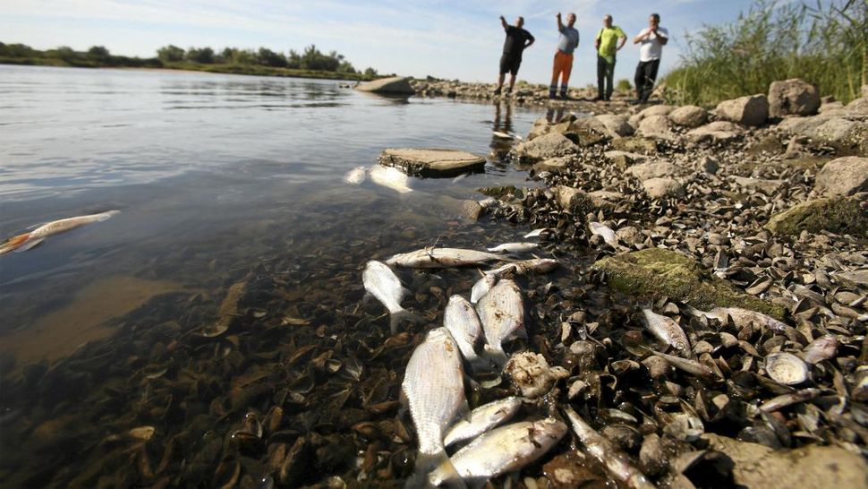 Sungai Surut Berlimbah di Polandia Punahkan Ikan-ikan