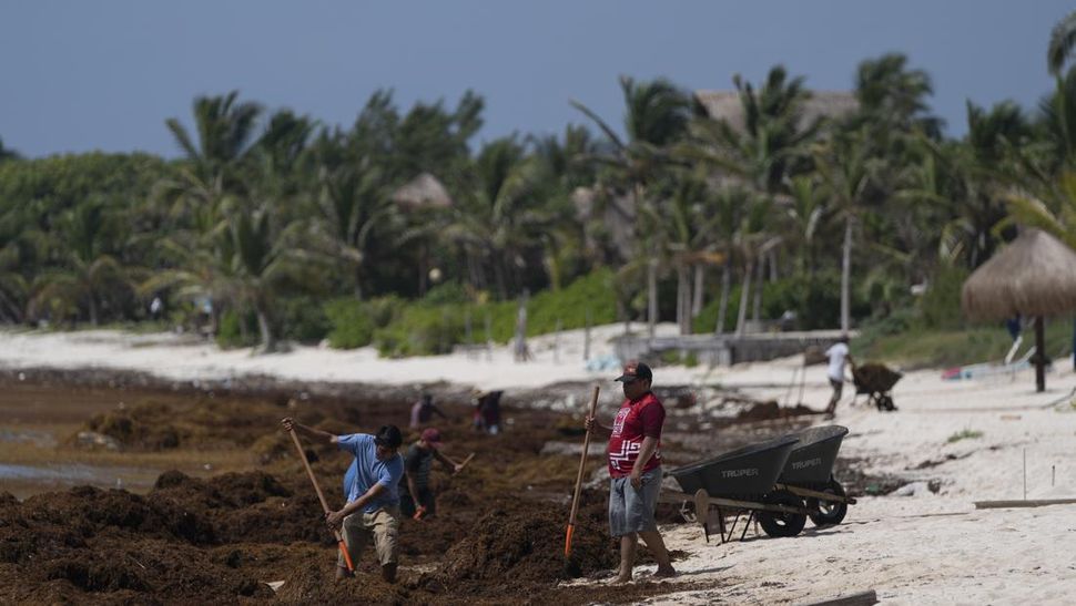 Pantai di Meksiko Tertutup Sampah Rumput Laut