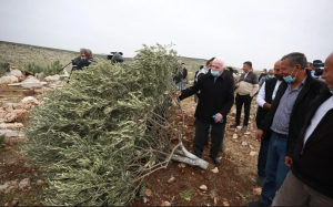 Israel Serang Kebun Zaitun Petani Palestina