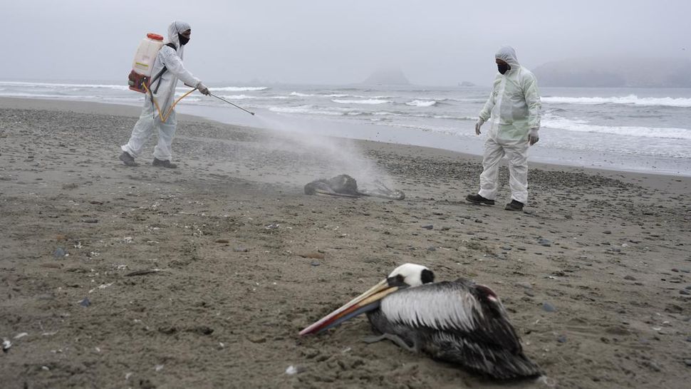 Flu Burung Mengakibatkan 14.000 Burung Laut Mati di Peru