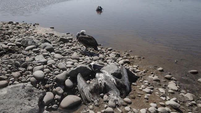 Flu Burung Makan Korban Singa Laut