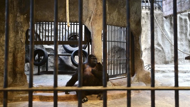 Menyedihkan, Gorilla Paling Kesepian Terkurung 30 Tahun di Mall Bangkok