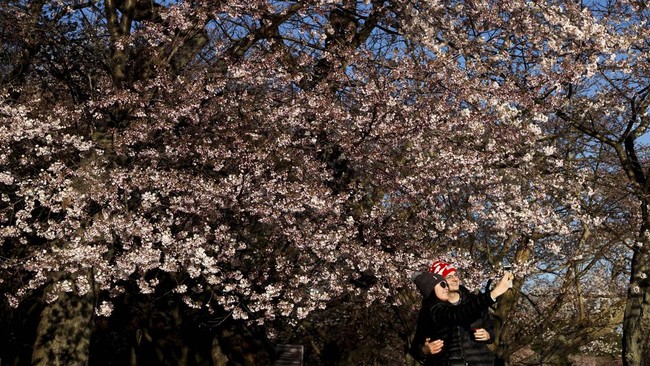 Bunga Sakura di Washington yang Mekar Tergesa-gesa