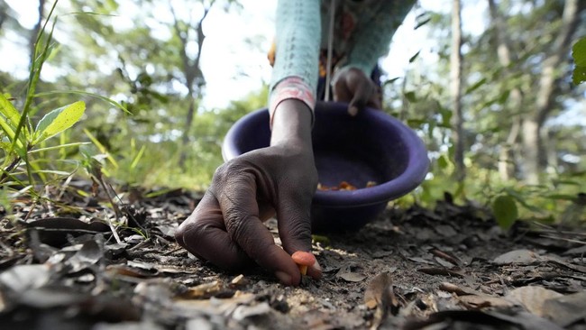 Ketagihan 'Bahaya' Jamur Liar di Zimbabwe