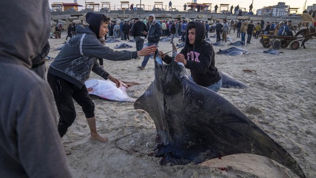 Sekitar Puluhan Ikan Pari Langka Terdampar di Pantai Gaza