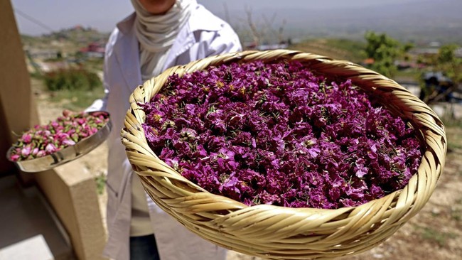 Semerbak Wangi Desa Mawar Lebanon yang Menggoda