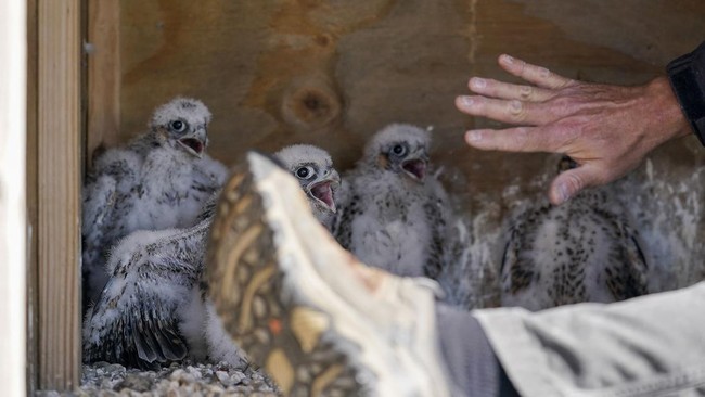 Aksi 'Bedah Rumah' Elang Peregrine di Jembatan Raksasa AS