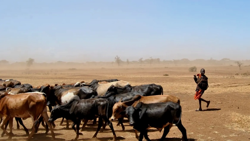 4 Tewas dan 335 Terinfeksi Wabah Antraks di Zambia